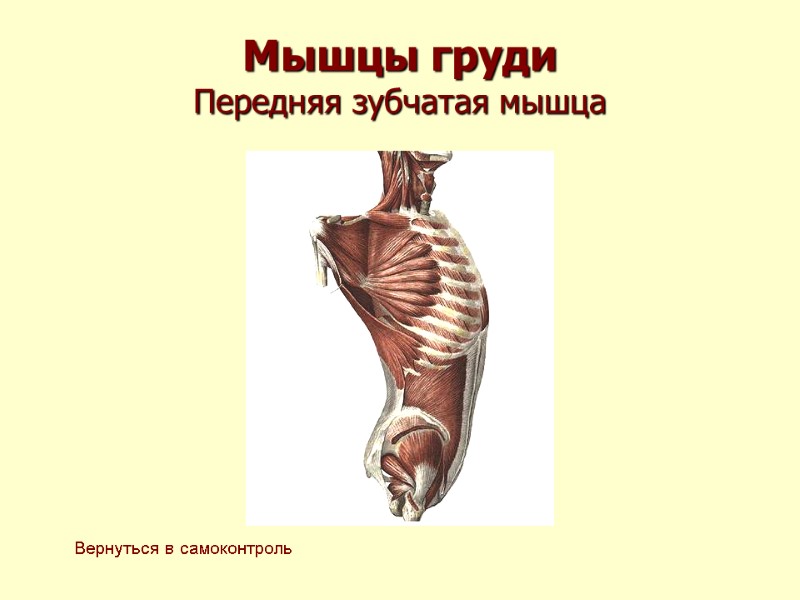 Мышцы груди Передняя зубчатая мышца Вернуться в самоконтроль